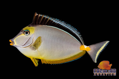 Tang - Naso XL
