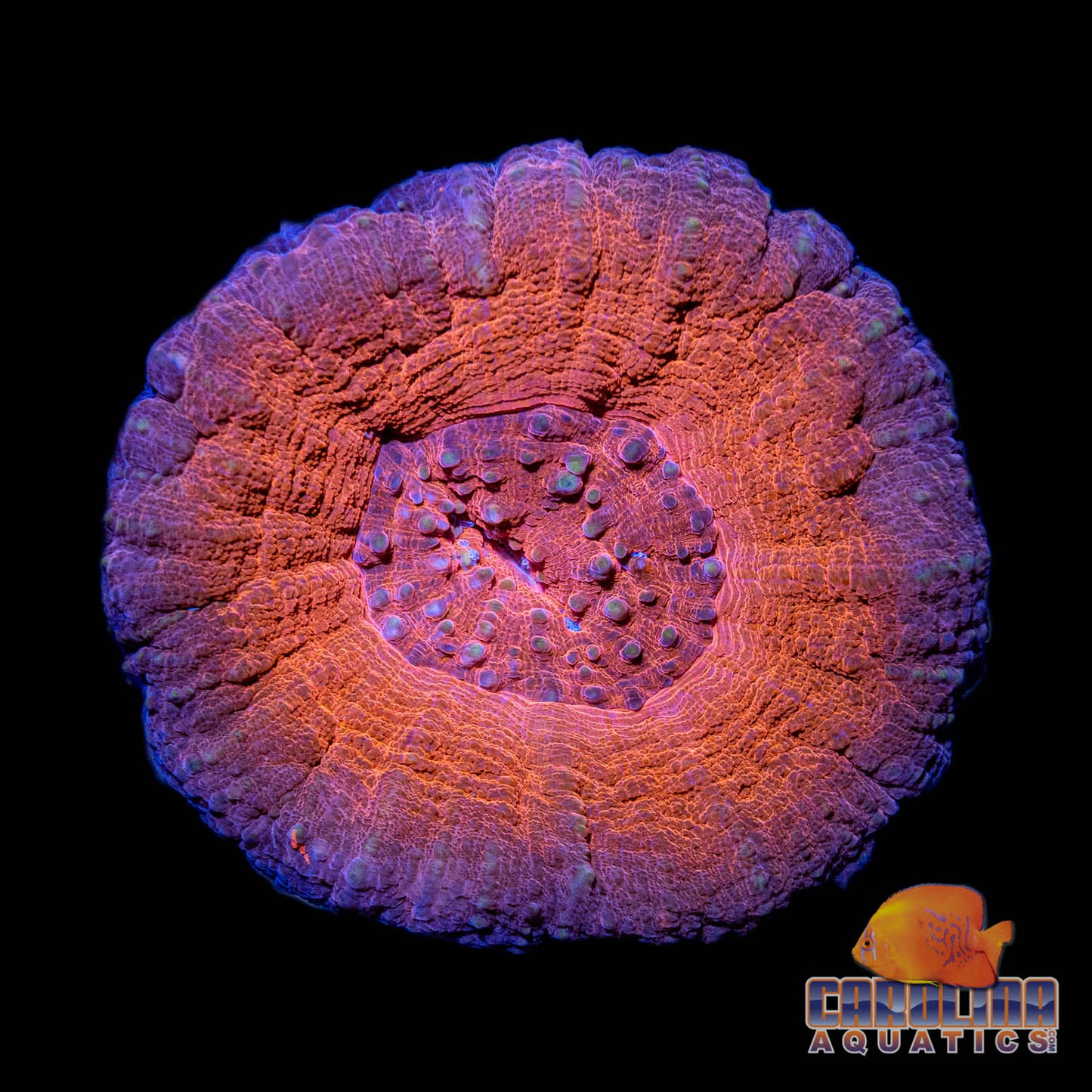 Australian - Scoly A Grade
