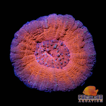 Australian - Scoly A Grade