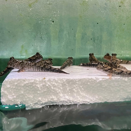 Mudskipper - Indo Dwarf