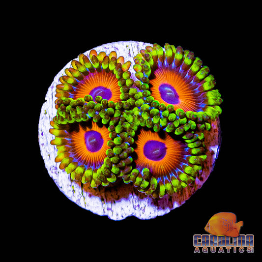 Frag -  Eagle Eye Zoanthid