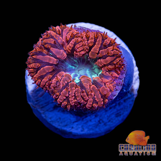 Frag - Spearmint Center Blasto Wellsi