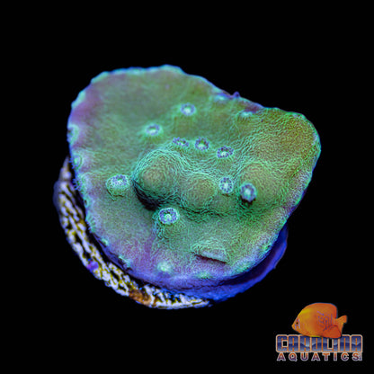 Frag - Neon Encrusting Turbinaria