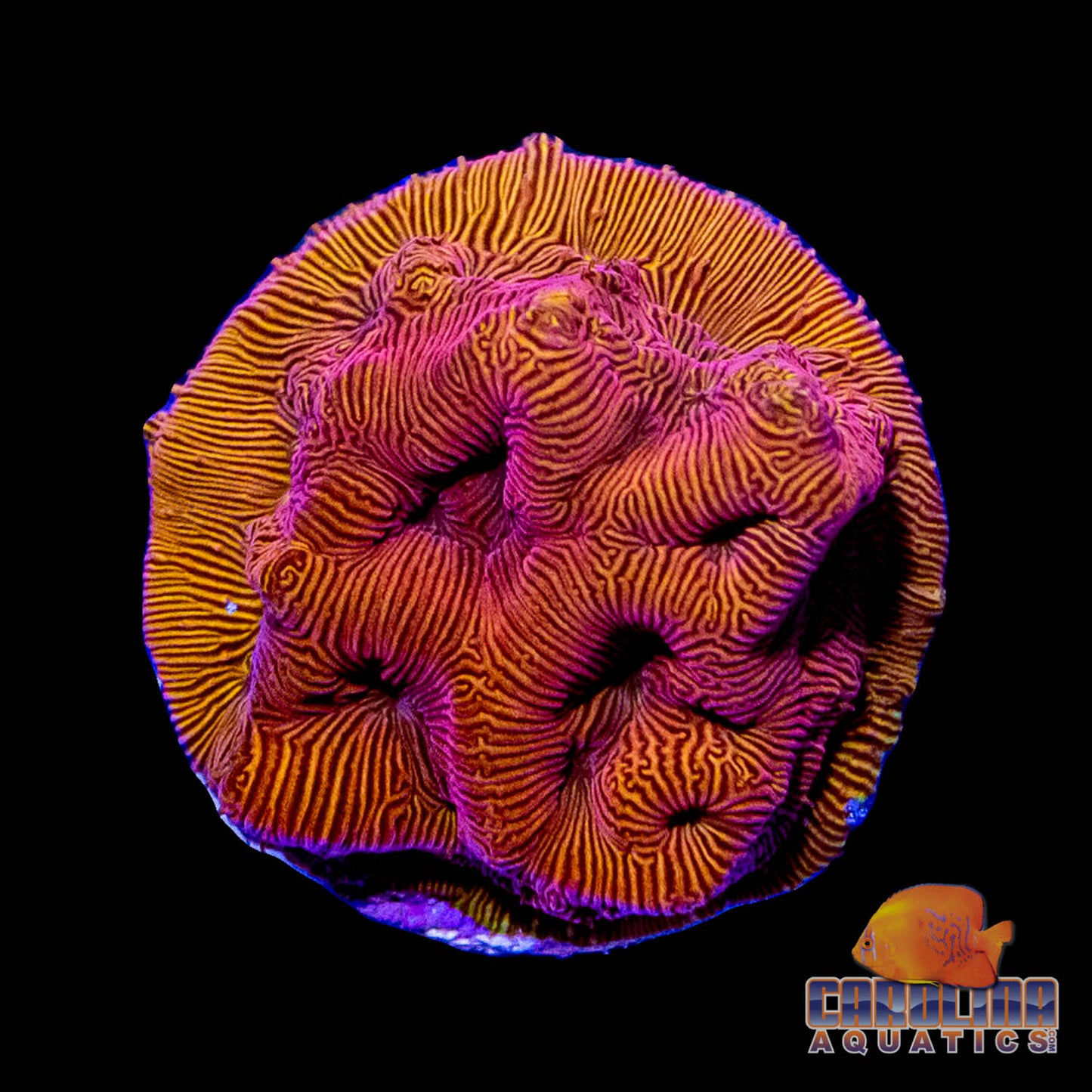 Frag - Pachyseris "Elephant Skin" Coral