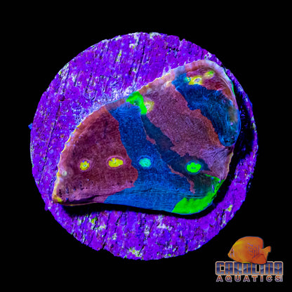 Frag - Ultra Rainbow Chalice