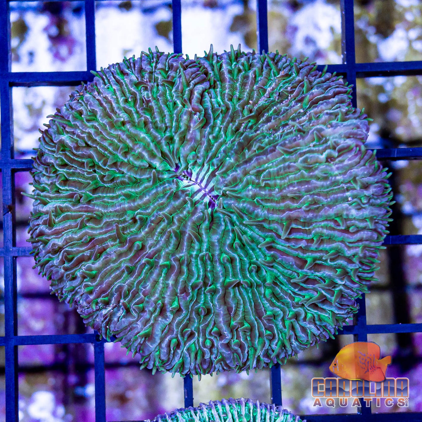 Indo - Plate Fungia Green