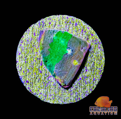 Frag - Ultra Rainbow Chalice