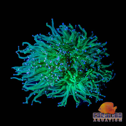 Indo - Ultra Green Torch Colony