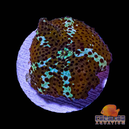 Frag - Ultra Leopard Skin Discosoma Mushroom