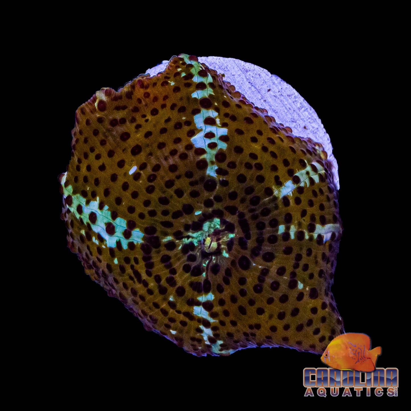 Frag - Ultra Leopard Skin Discosoma Mushroom