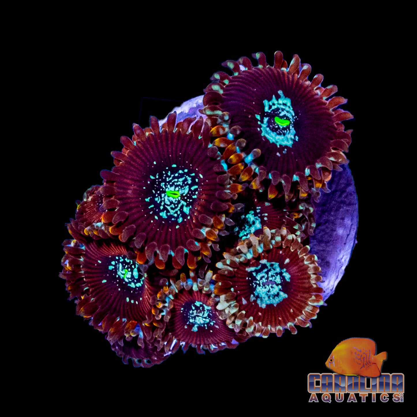 Frag - Magician Super Morph Zoanthid