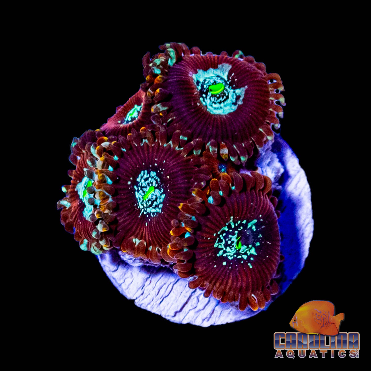 Frag - Magician Super Morph Zoanthid – Carolina Aquatics