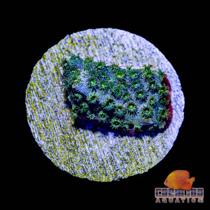 Frag - Sunset Cyphastrea