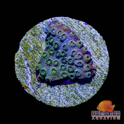 Frag - Sunset Cyphastrea