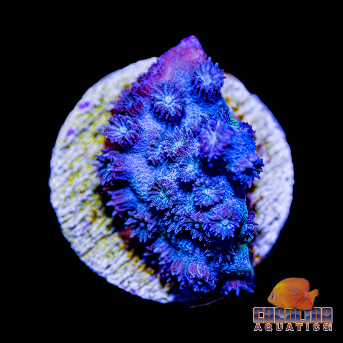 Frag - Blueberry Branching Cyphastrea