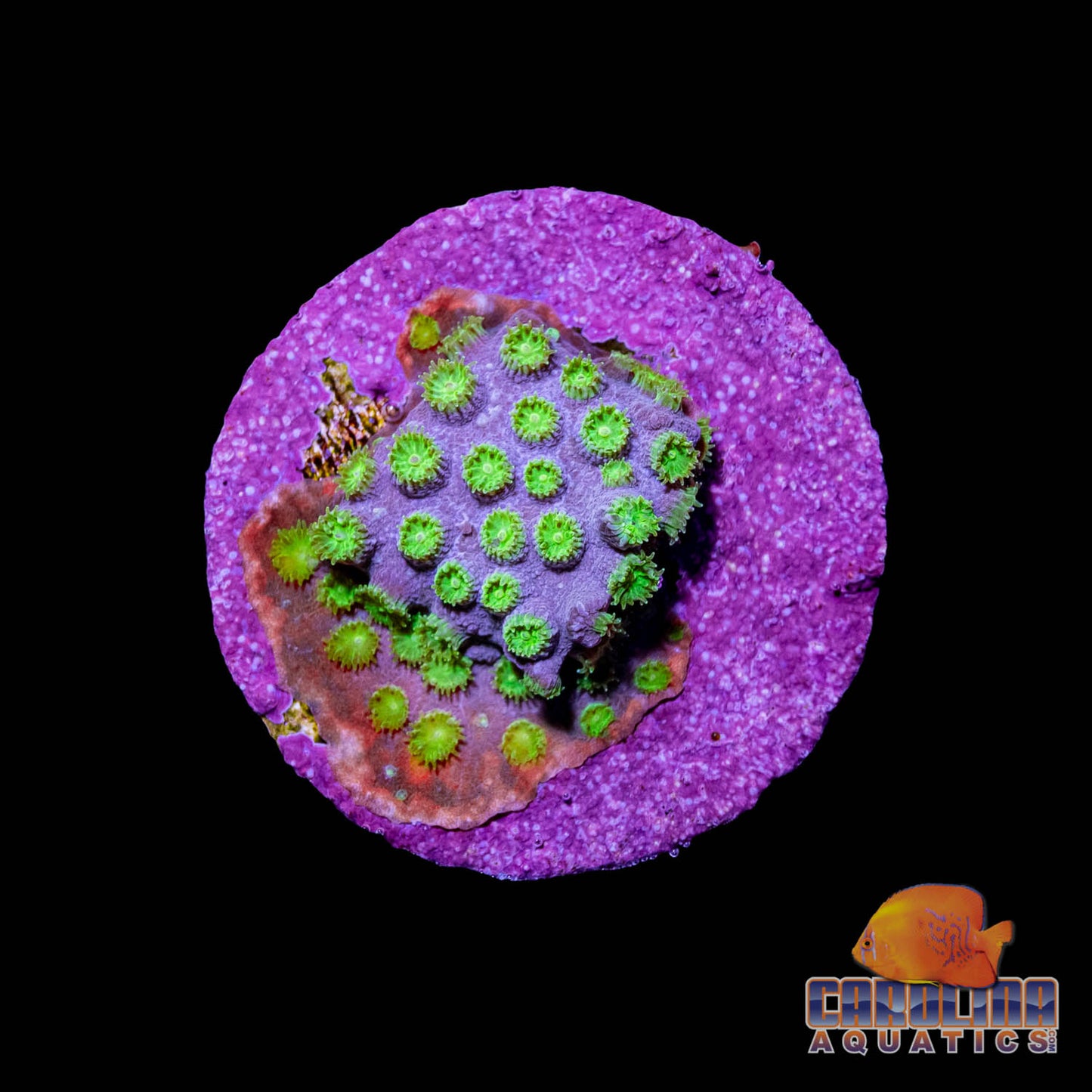 Frag - Spongebob Cyphastrea