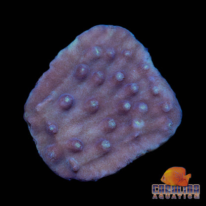 Frag - Turbinaria Reniformis