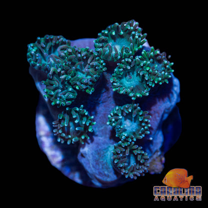 Frag - Blue Vase Turbinaria peltata