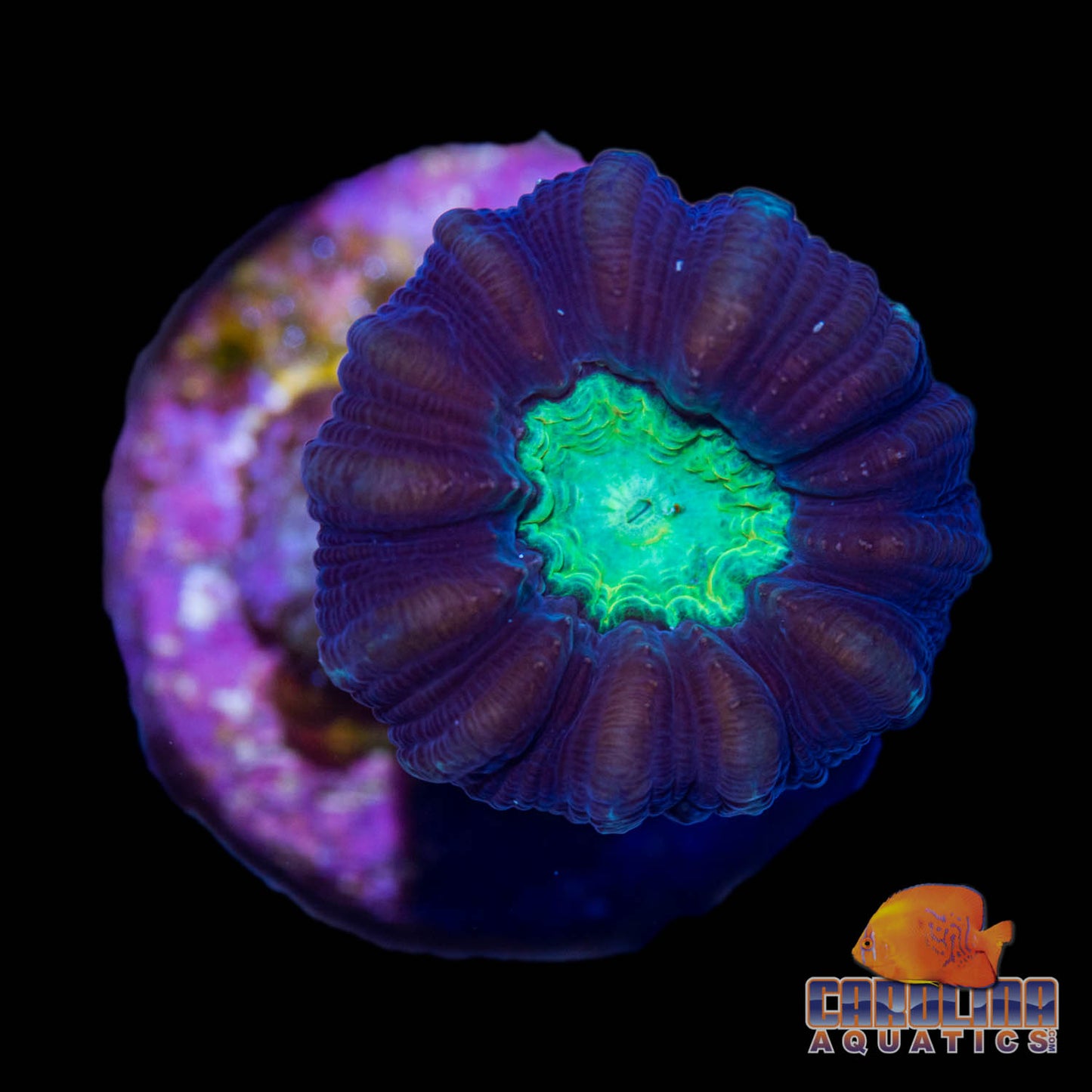 Frag - Caulustrea Maroon, Neon Mouth