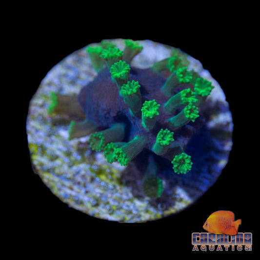 Frag - Green People Eater Astreopora