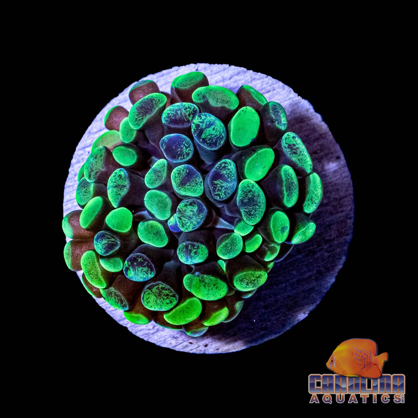 Frag - Hammer Branch Mottled Green Frag (per head)