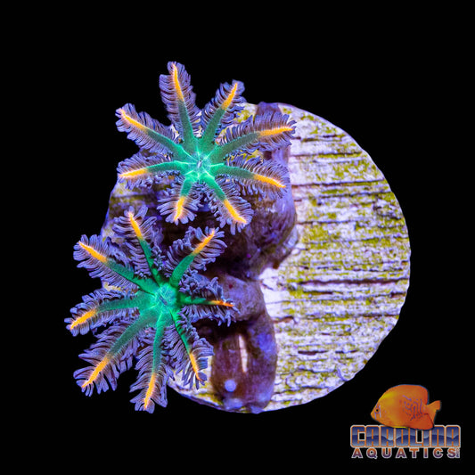 Frag - Clove Polyp Ultra