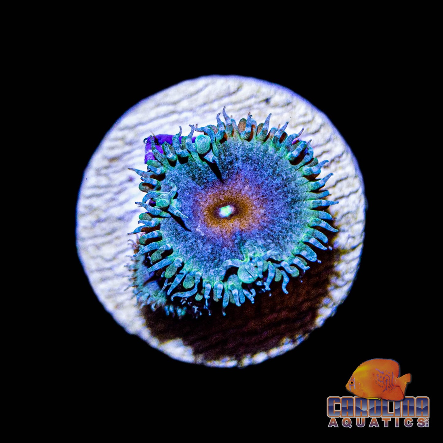 Frag - Captain America Zoanthid