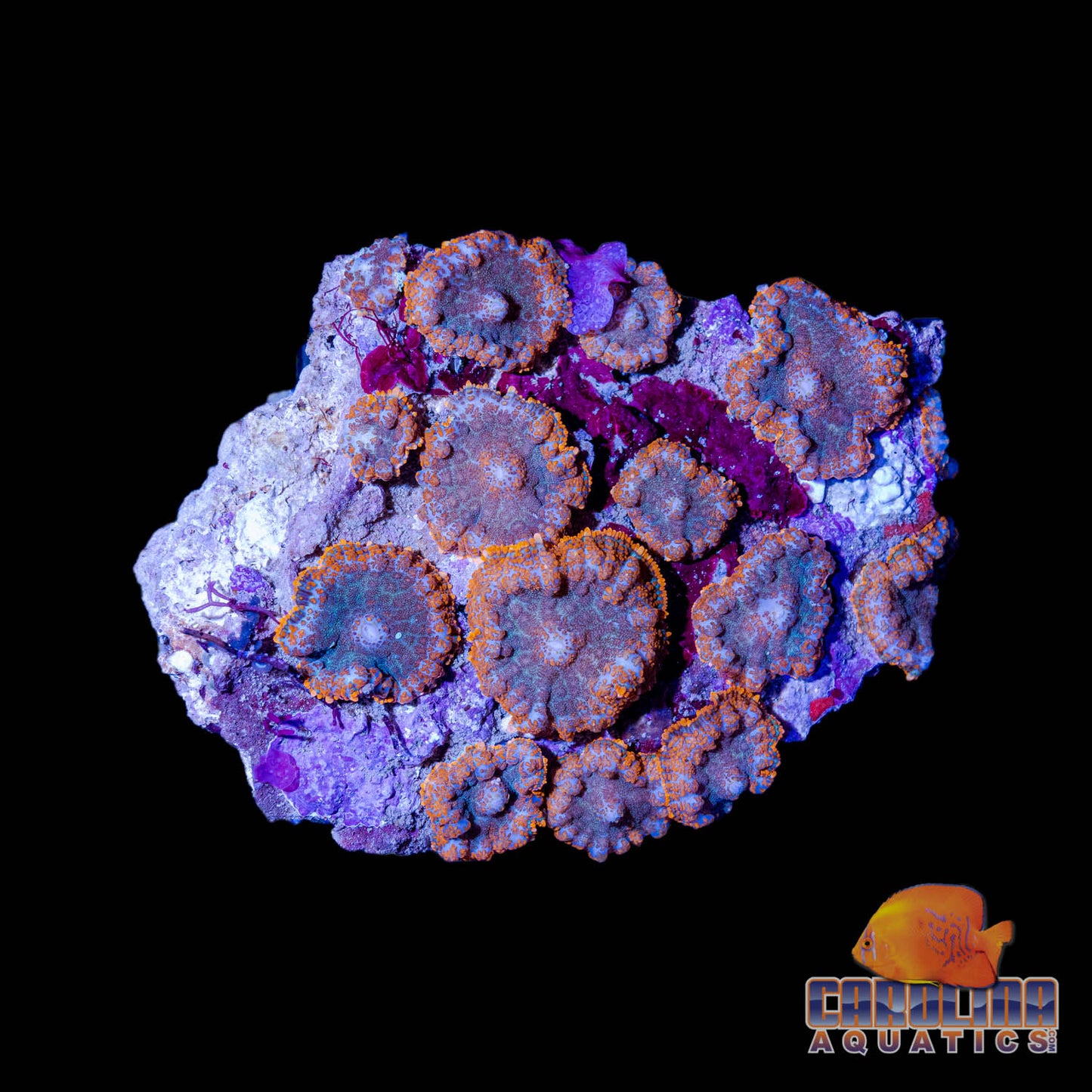 Rock - Mushroom Rhodactis Orange