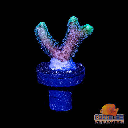 Frag - Fuzzy Neon Tip Birdsnest