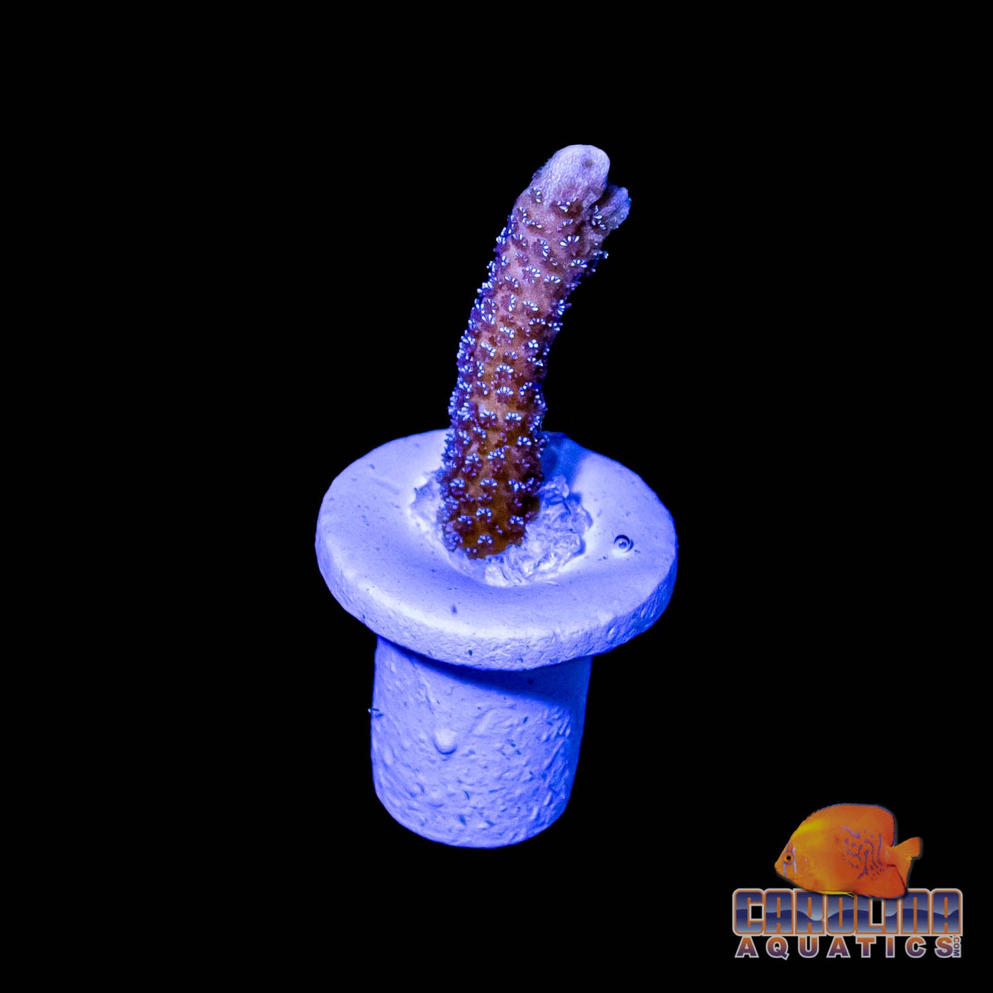 Frag - German Blue Polyp Digitata