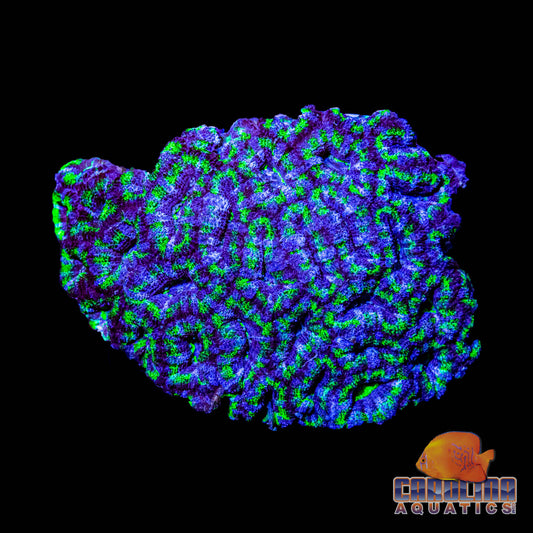 Australian - Acan Lord Md