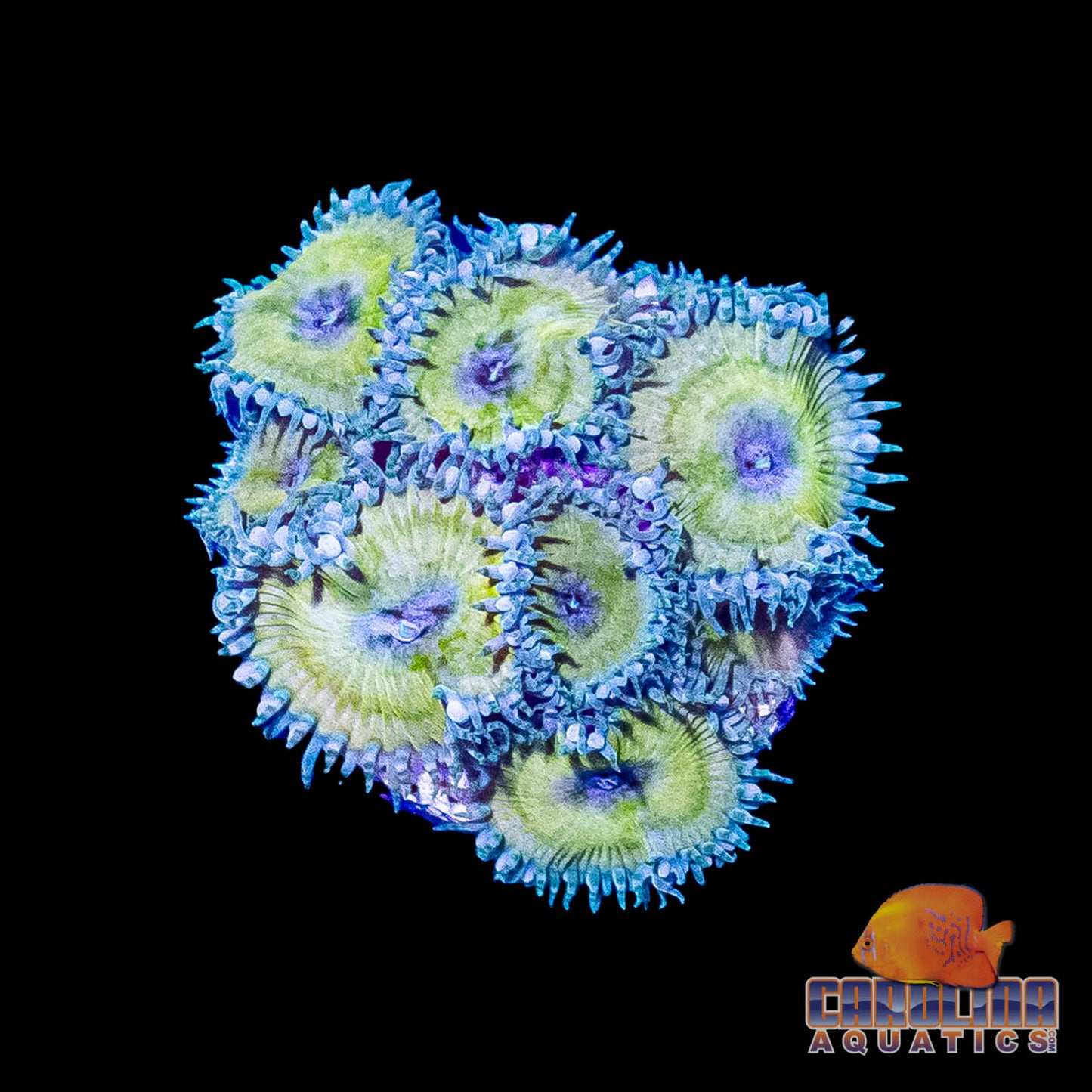 Frag -  Nuclear Green Zoanthid