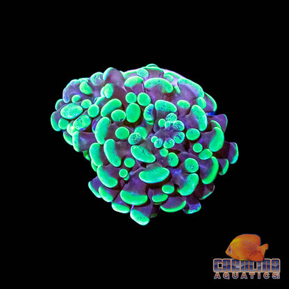 Frag - Hammer Branch Mottled Green Frag (per head)