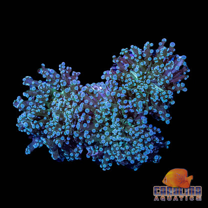 Indo - Frogspawn Branching Green