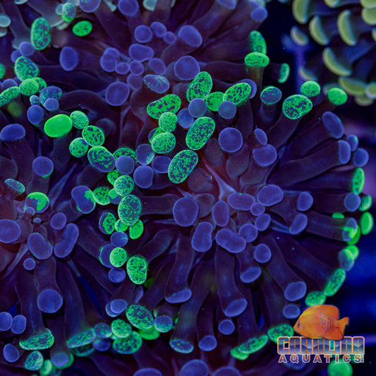 Frag - Hammer Branching Green Rim Purple Splatter  (per head)