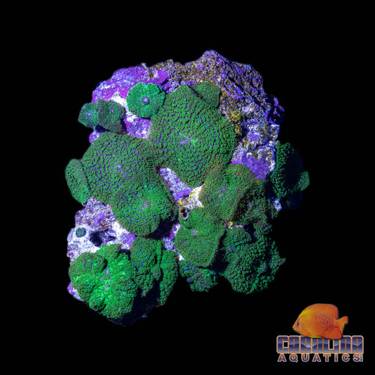 Indo - Rock Mushroom Green