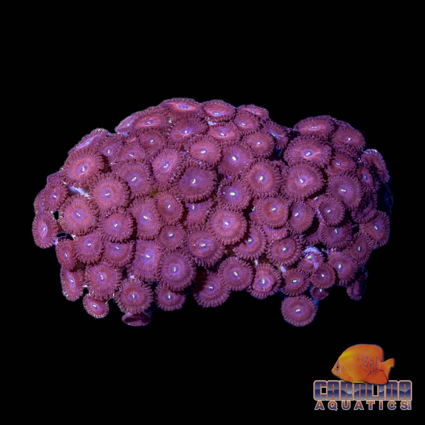 Indo - Rock Polyp Button Red