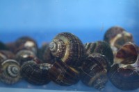 Invert - Snail Mystery Black