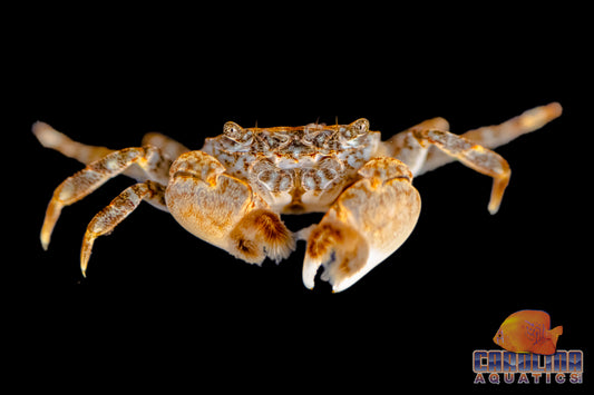 Invert - Crab Freshwater Pom Pom