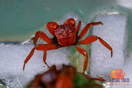 Invert - Crab Tomato Vampire