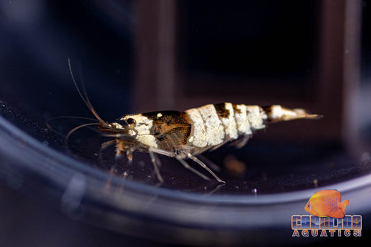 Invert - Shrimp Crystal Black