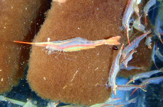 Invert - Shrimp Pinocchio