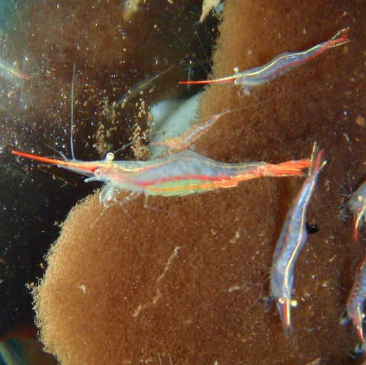 Invert - Shrimp Pinocchio