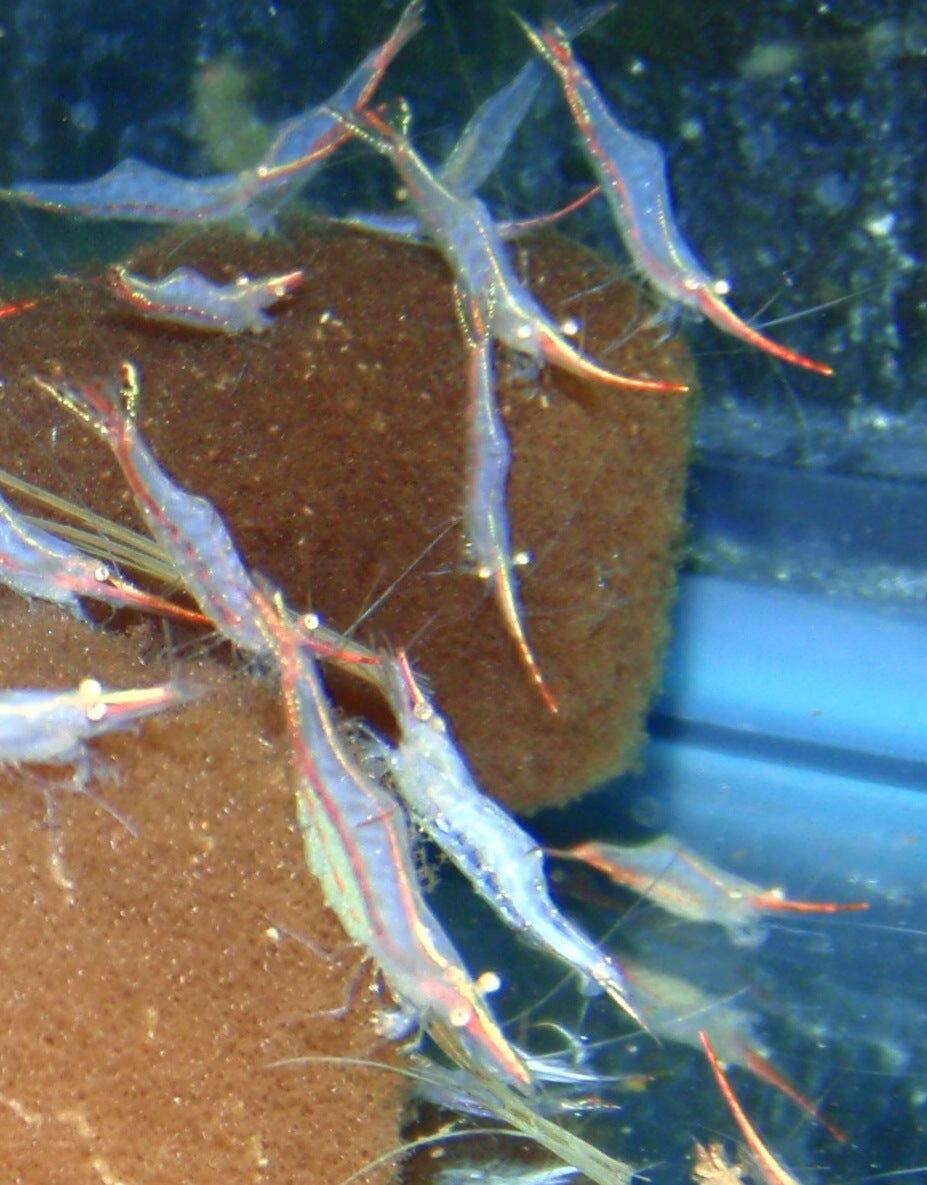 Invert - Shrimp Pinocchio