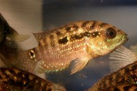 Cichlid - Jack Dempsey