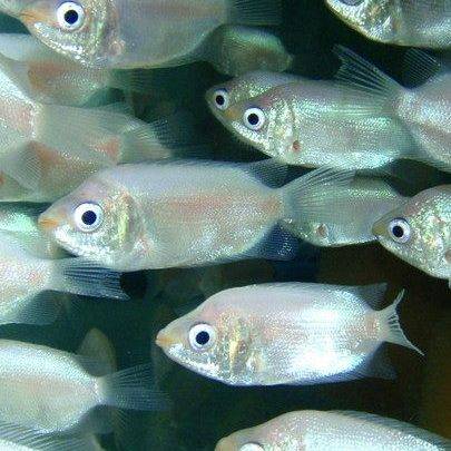 Gourami - Kissing Pink