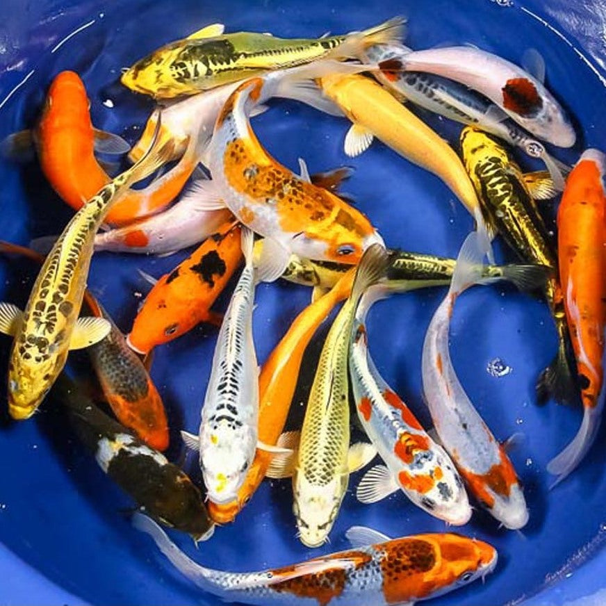 Normal Koi Koi - Standard Grade – Carolina Aquatics