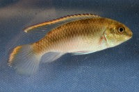 Cichlid - Kribensis Med