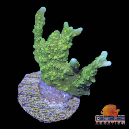 Frag - Neon Green Yellow Polyp Elkhorn Montipora !RARE!