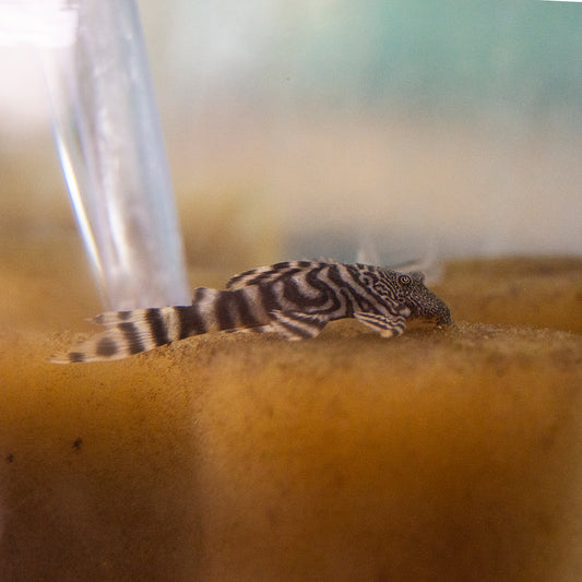 Pleco - Iquitos Tiger L-226 2.5-3in